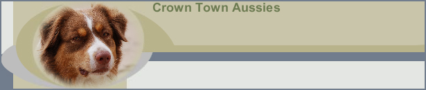 Crown Town Aussies